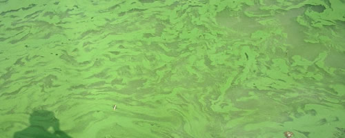 RHP生物技術框架